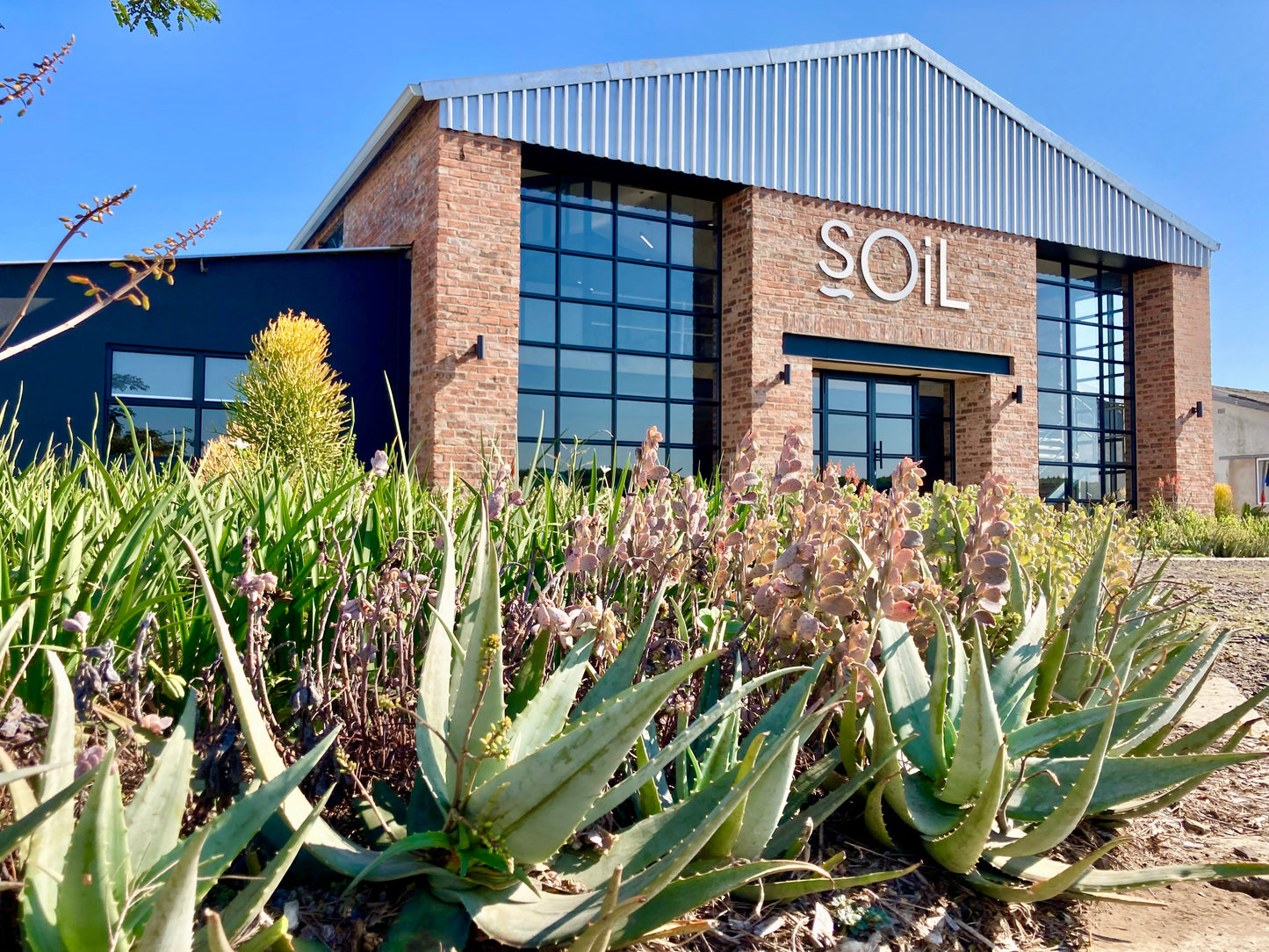 Organic Baobab Oil (Adansonia Digitata) 100ml